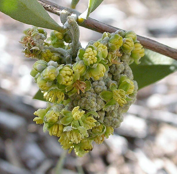 5 JOJOBA Simmondsia Chinensis Fruit Nut Oil Evergreen Shrub Seeds