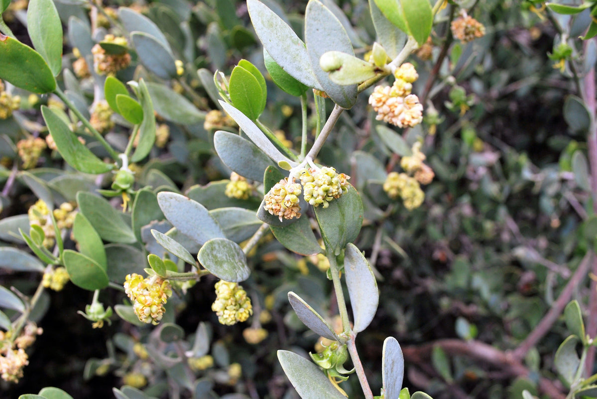 5 JOJOBA Simmondsia Chinensis Fruit Nut Oil Evergreen Shrub Seeds