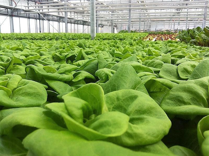 3000 Lechuga Boston Blanca de 30 cm, Semillas de Lactuca Sativa, Mantequilla Verde