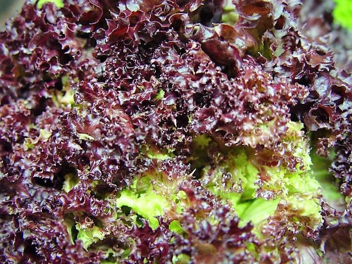 3000 Semillas de lechuga roja de hoja suelta Lactuca sativa (reliquia)