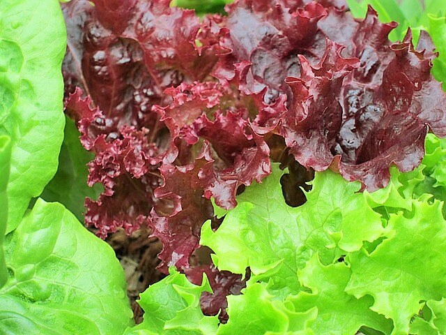 3000 Semillas de lechuga roja de hoja suelta Lactuca sativa (reliquia)