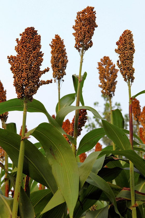 50 DELLA SORGHUM Bicolor Jarabe Harina Grano Semillas de Hortalizas