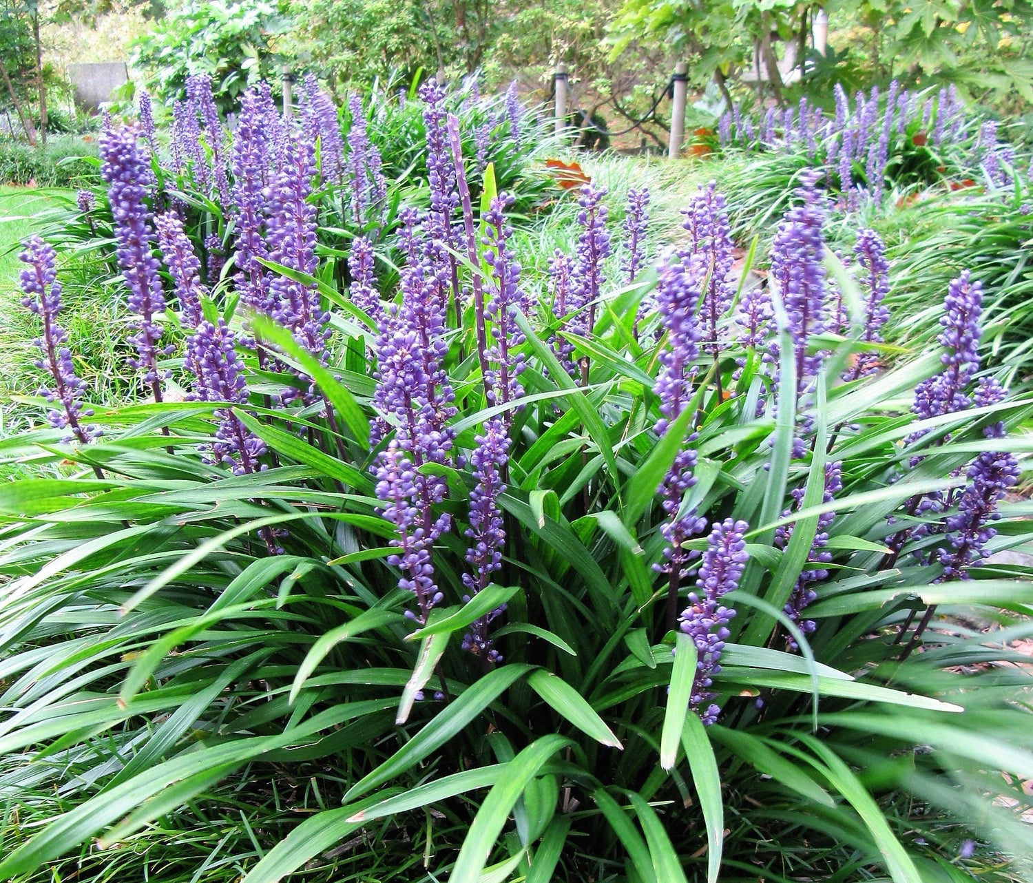 5 semillas de flores de Liriope Muscari, también conocido como Big Blue Lily Turf / Monkey Grass
