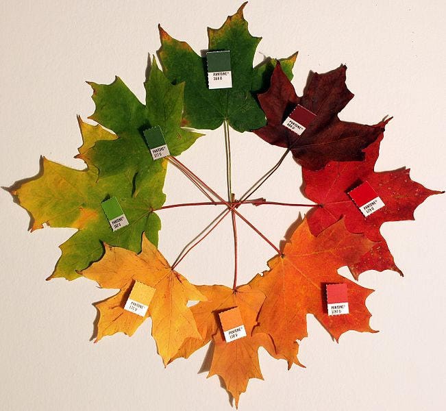 25 semillas de Acer Saccharum, árbol de jarabe de arce azucarero, color otoñal, roca nativa
