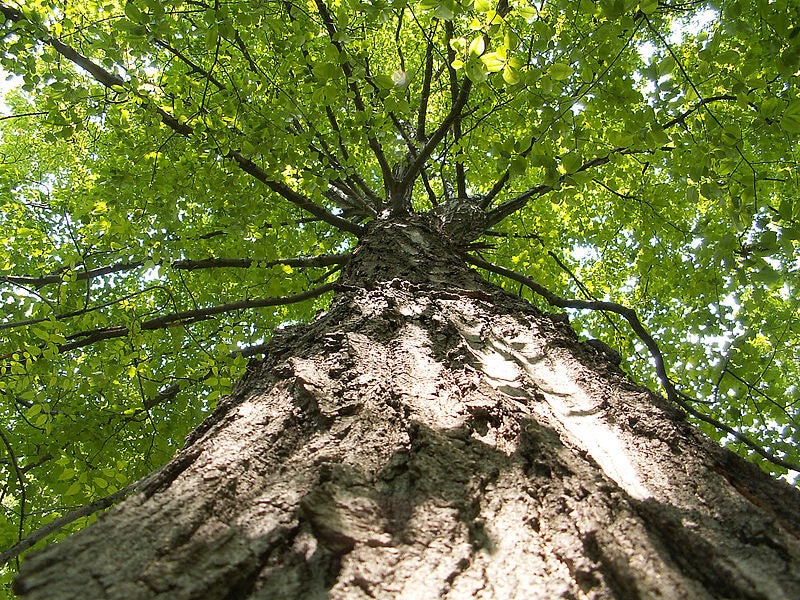 25 semillas de Acer Saccharum, árbol de jarabe de arce azucarero, color otoñal, roca nativa