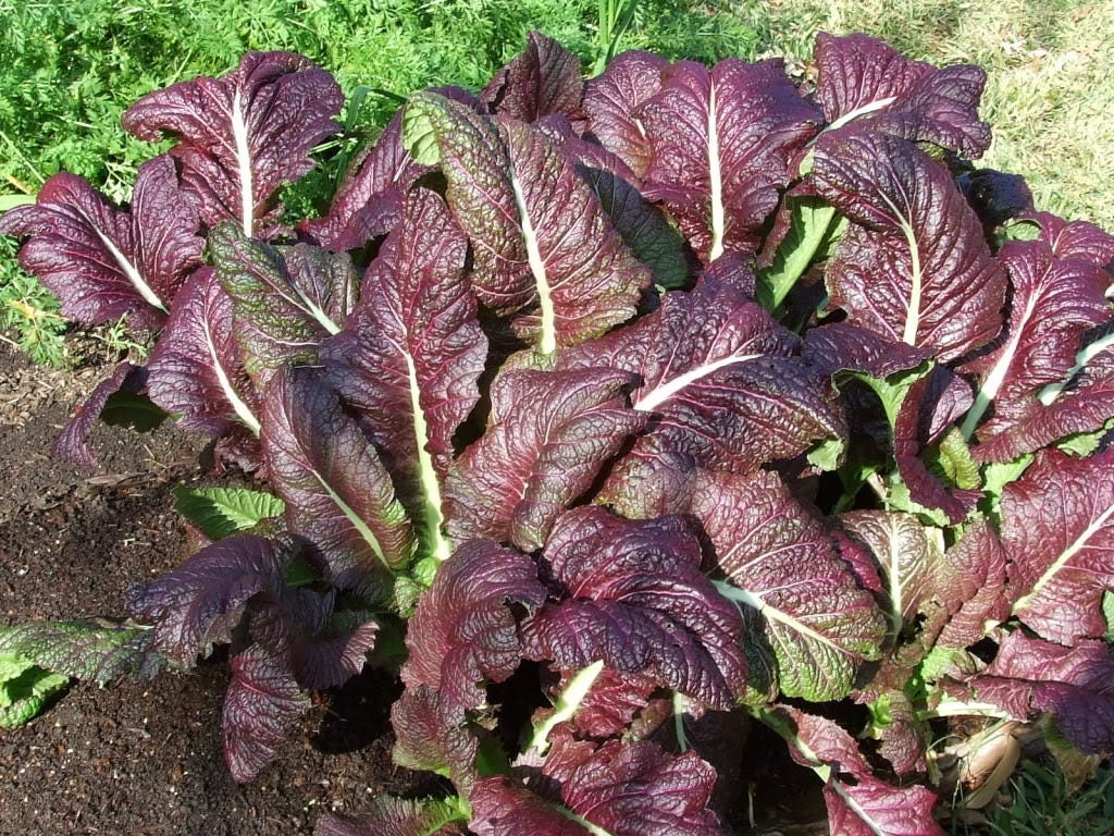 1500 RED GIANT MUSTARD Ornamental Japanese Greens Herb Vegetable Brassica Seeds