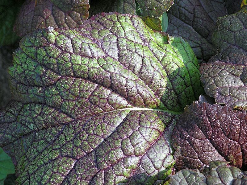 1500 RED GIANT MUSTARD Ornamental Japanese Greens Herb Vegetable Brassica Seeds