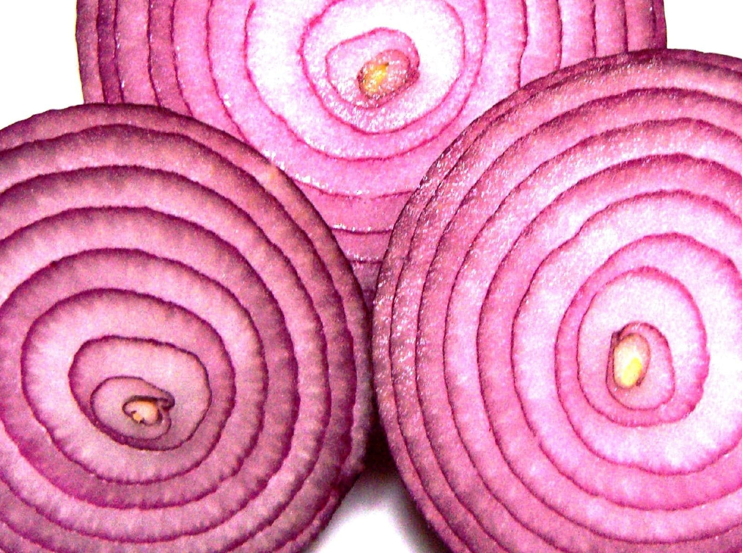 250 Cebolla roja criolla picante cajún de día corto Allium cepa semillas de hortalizas