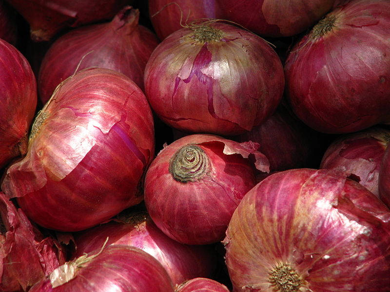 250 Cebolla roja criolla picante cajún de día corto Allium cepa semillas de hortalizas