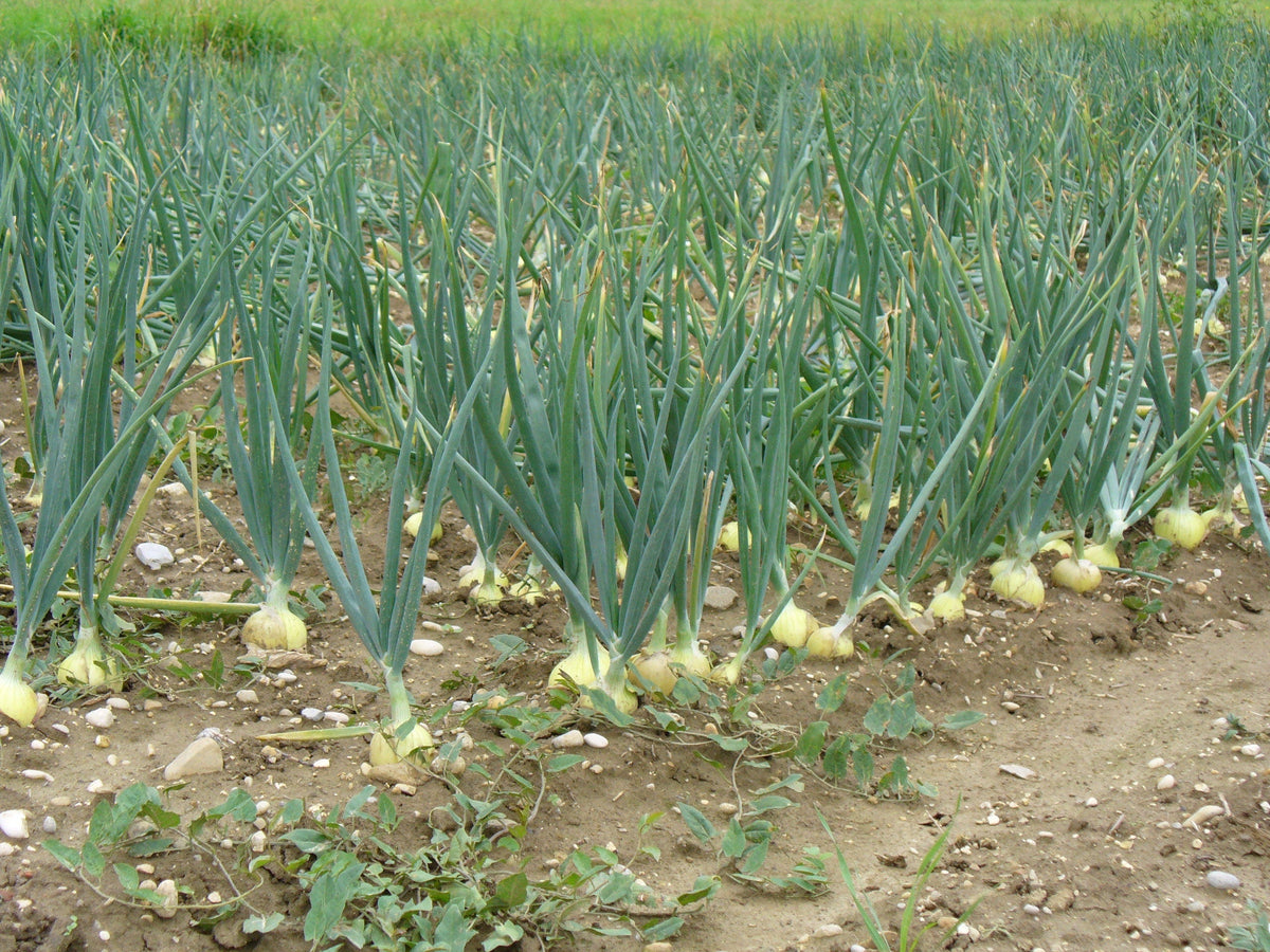 400 semillas de cebolla de grano temprana de Texas, semillas grandes de Allium Cepa amarilla dulce