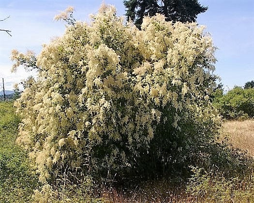 100 semillas de flores de holodiscus de montaña, arbusto crema OCEANSPRAY blanco