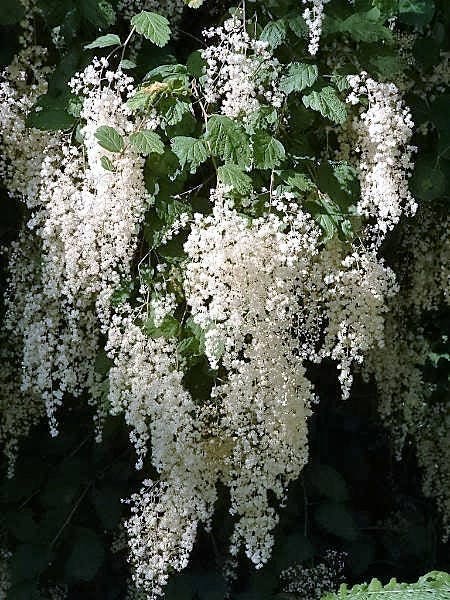 100 semillas de flores de holodiscus de montaña, arbusto crema OCEANSPRAY blanco
