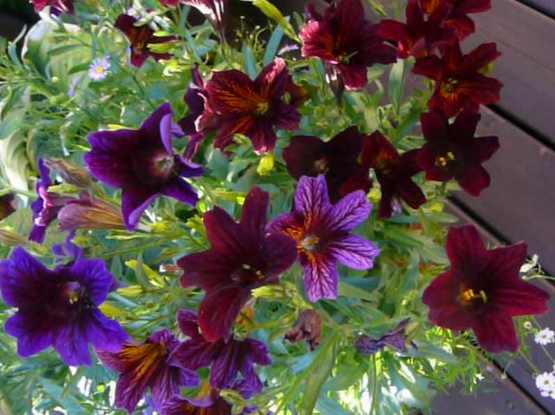 25 semillas de flores de Salpiglossis Sinuata Paisley (lengua pintada de negro chilena)