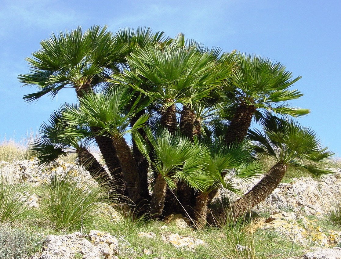 5 semillas de palmera mediterránea de abanico, arbusto enano europeo, Chamaerops humilis