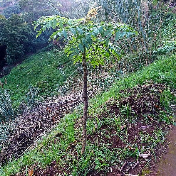 10 semillas de flores de perejil negro gigante de Madeira (palmera chirivía Melanoselinum decipiens)