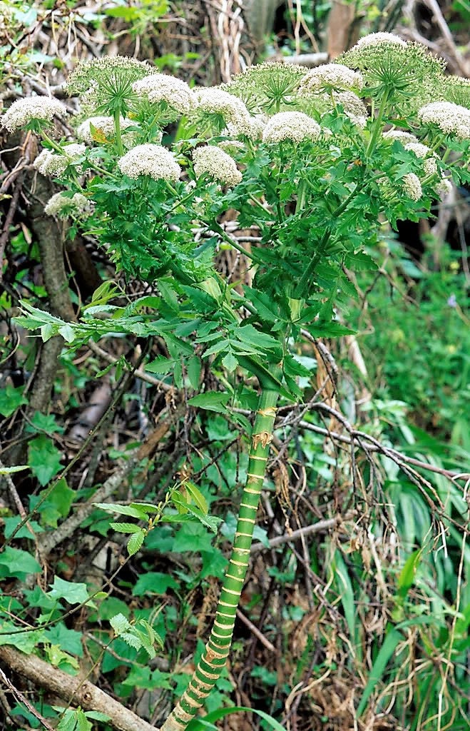 10 Madeira GIANT BLACK PARSLEY Parsnip Palm Melanoselinum Decipiens Flower Seeds