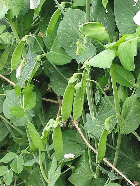 50 AUSTRIAN WINTER PEA Caley Flower Pisum Sativum Ground Cover Crop Legume Seeds