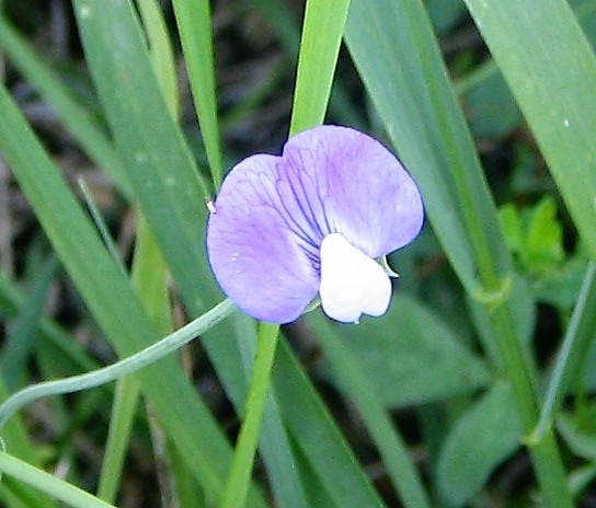 50 AUSTRIAN WINTER PEA Caley Flower Pisum Sativum Ground Cover Crop Legume Seeds