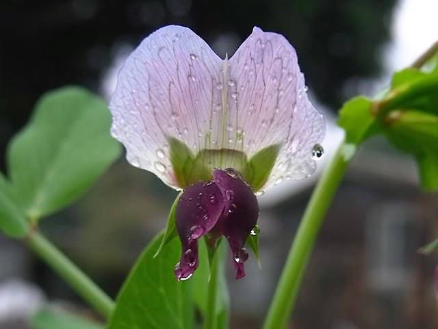 50 AUSTRIAN WINTER PEA Caley Flower Pisum Sativum Ground Cover Crop Legume Seeds