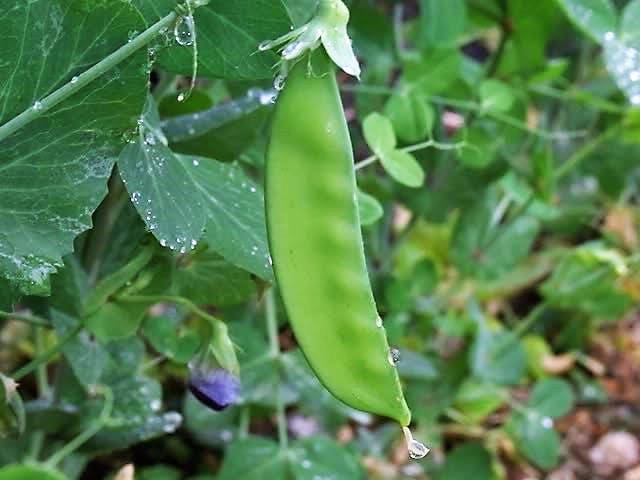 50 semillas de guisante de invierno austríaco, flor de caley, Pisum sativum, cultivo de cobertura vegetal, leguminosas
