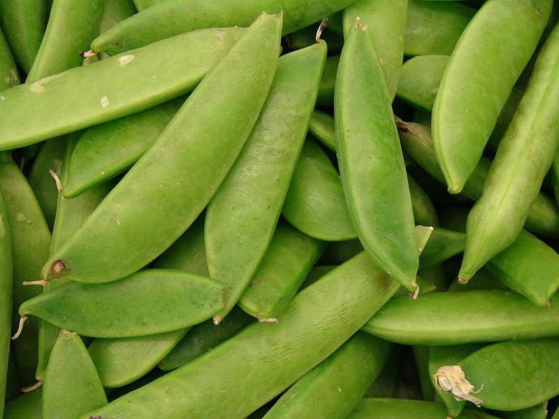 50 semillas de guisante de nieve sin hilos Mammoth MELTING SUGAR PEA (Pisum Sativum)