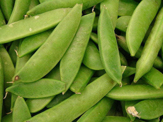 50 semillas de guisante de nieve sin hilos Mammoth MELTING SUGAR PEA (Pisum Sativum)