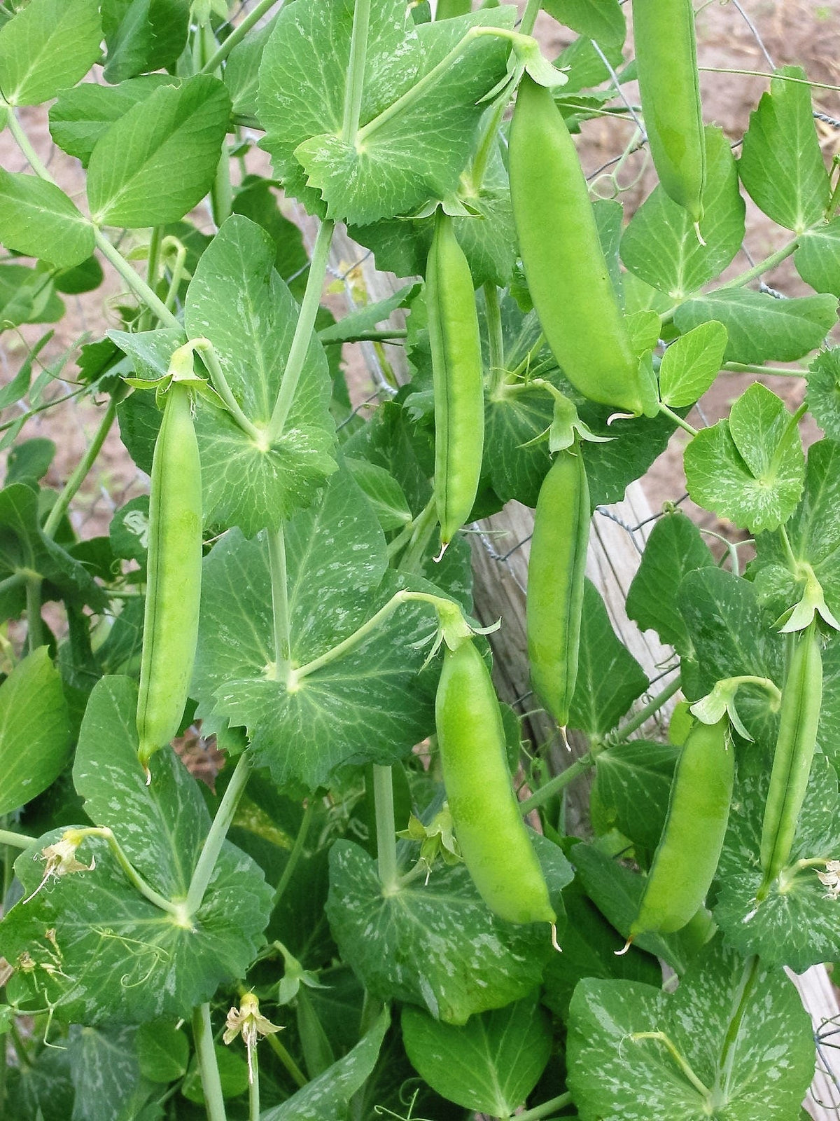 50 semillas de guisante SUGAR ANN, guisante verde dulce sin hilos, Pisum Sativum