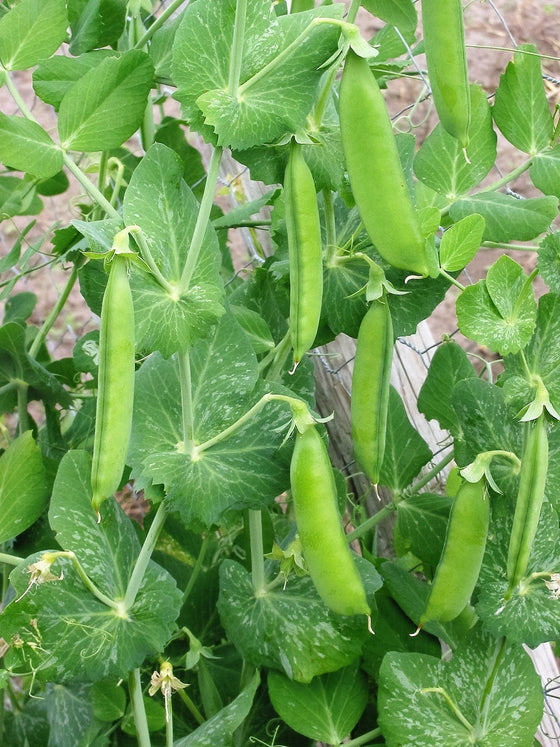 50 SUGAR ANN PEA Stringless Sweet Green Snap Pisum Sativum Vegetable Seeds
