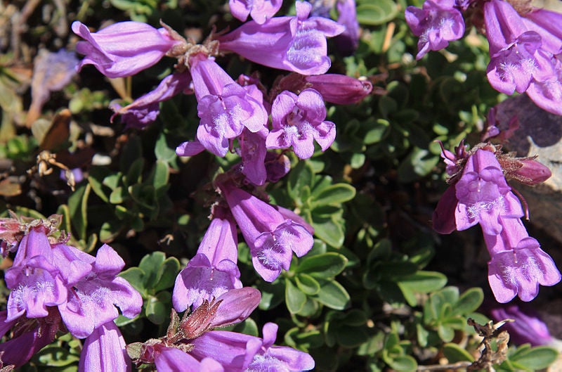 50 semillas de flores moradas de ALPINE PENSTEMON Davidsonii (lengua de barba de Davidson)