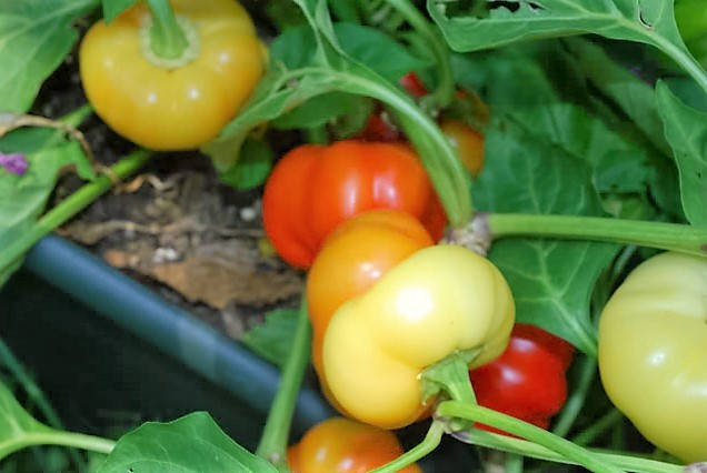 25 PIMENTÓN ALMA PIMIENTO Blanco Naranja Rojo Cereza Húngara Semillas de Capsicum Annuum
