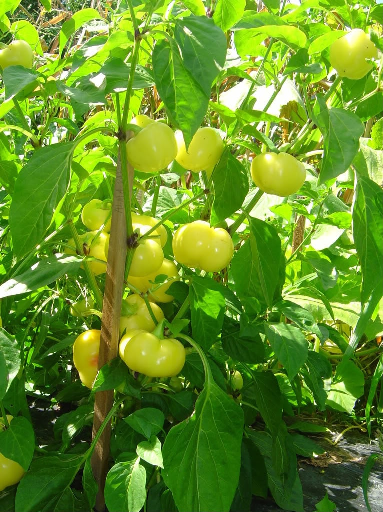 25 PIMENTÓN ALMA PIMIENTO Blanco Naranja Rojo Cereza Húngara Semillas de Capsicum Annuum
