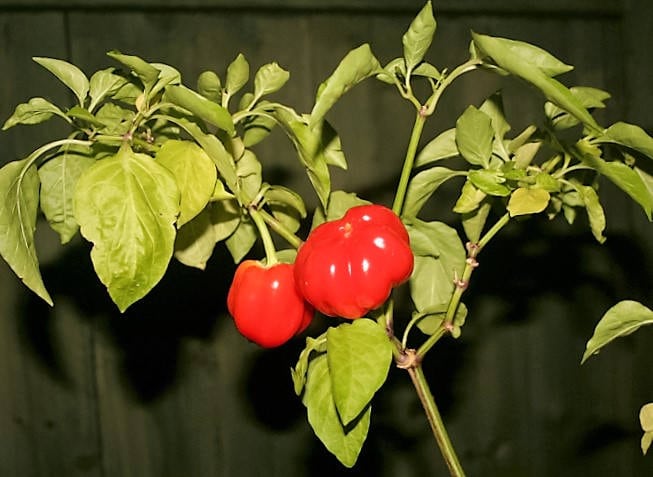 25 PIMENTÓN ALMA PIMIENTO Blanco Naranja Rojo Cereza Húngara Semillas de Capsicum Annuum
