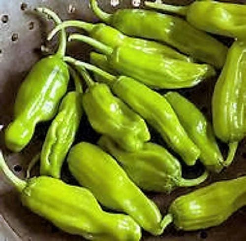 50 PIMIENTA DORADA GRIEGA Pepperoncini Semillas de Capsicum Annuum Amarillo Dorado