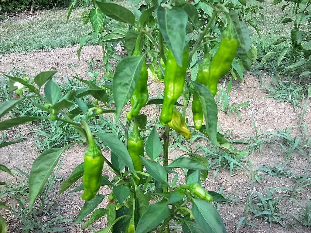 50 PIMIENTA DORADA GRIEGA Pepperoncini Semillas de Capsicum Annuum Amarillo Dorado
