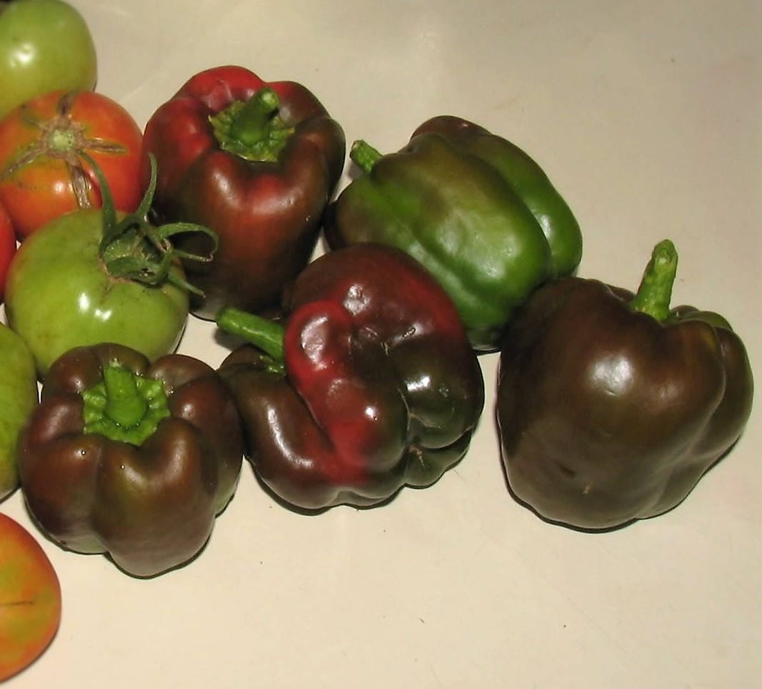 30 CHOCOLATE BEAUTY PIMIENTO MORÓN Semillas de vegetales Capsicum Annuum marrón dulce