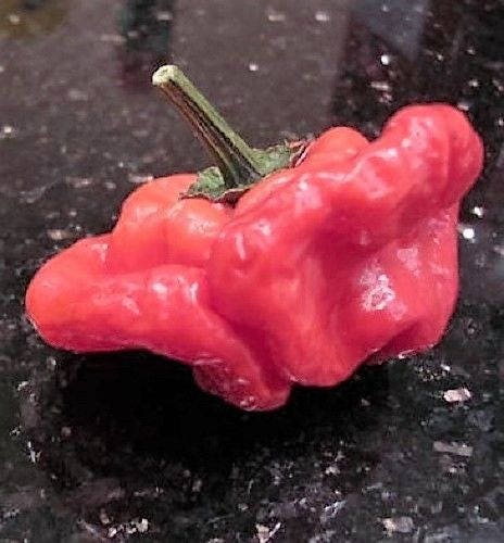 40 semillas de pimiento picante jamaicano rojo Capsicum annuum Scotch Bonnet