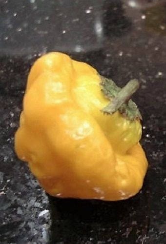 40 semillas de pimiento picante jamaicano amarillo Capsicum annuum Scotch Bonnet