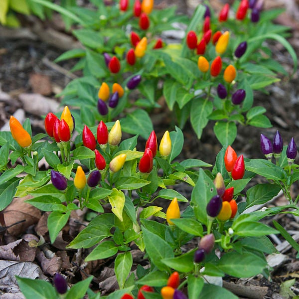 25 PIMIENTOS ARCOÍRIS BOLIVIANO Chile multicolor Capsicum Annuum Semillas de hortalizas