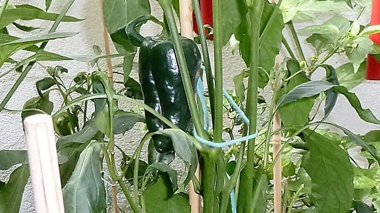 40 MULATO ISLENO PEPPER Brown Mildly Hot Ancho Poblano Capsicum Vegetable Seeds