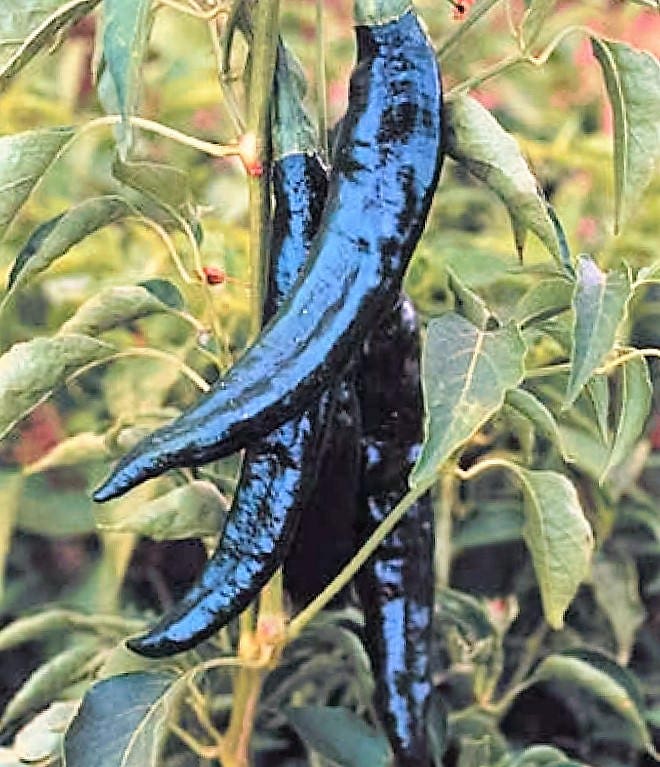 50 Semillas Vegetales PASILLA BAJIO PEPPER Chile Mexicano Negro Capsicum Annuum