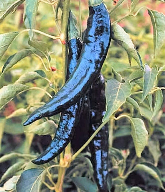 50 Semillas Vegetales PASILLA BAJIO PEPPER Chile Mexicano Negro Capsicum Annuum