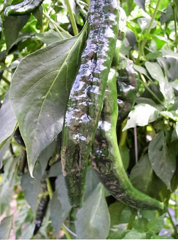 50 Semillas Vegetales PASILLA BAJIO PEPPER Chile Mexicano Negro Capsicum Annuum