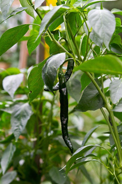 50 Semillas Vegetales PASILLA BAJIO PEPPER Chile Mexicano Negro Capsicum Annuum