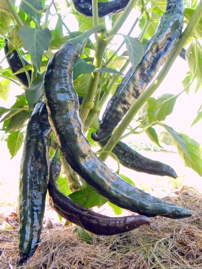 50 Semillas Vegetales PASILLA BAJIO PEPPER Chile Mexicano Negro Capsicum Annuum