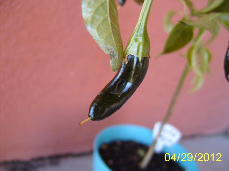 50 Semillas Vegetales PASILLA BAJIO PEPPER Chile Mexicano Negro Capsicum Annuum