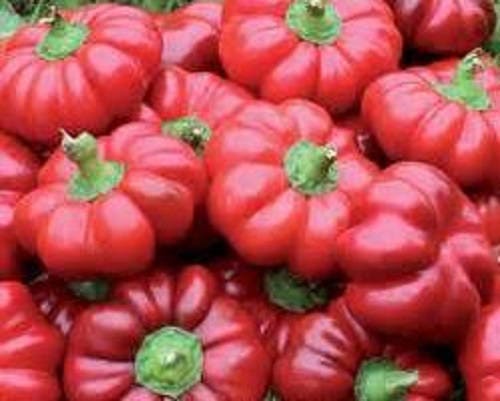 50 PIMIENTOS PIMIENTOS ORGÁNICOS PIMIENTO ROJO QUESO PIMIENTO ROJO DULCE Semillas de Capsicum Annuum