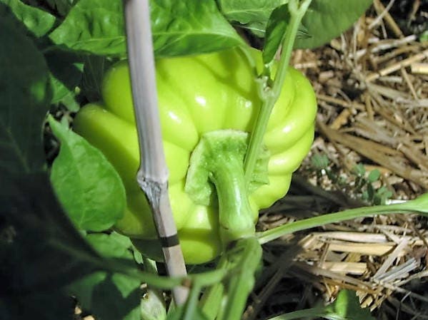 50 PIMIENTOS PIMIENTOS ORGÁNICOS PIMIENTO ROJO QUESO PIMIENTO ROJO DULCE Semillas de Capsicum Annuum