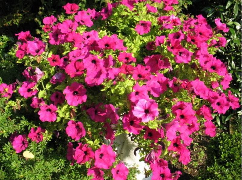 200 semillas de petunia rosa LAURA BUSH, violacea, perenne, flor de trompeta con volantes