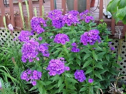 10 semillas de flores altas de colibrí (phlox paniculata morada) nativas de verano para jardín