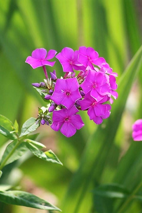 10 semillas de flores altas de colibrí (phlox paniculata morada) nativas de verano para jardín